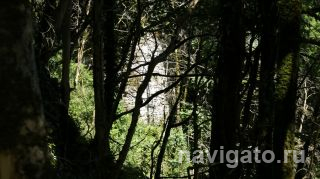 Настоящие джунгли