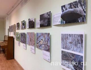 Работы по Муравьиному лесу, в т.ч. выставка в Центре Калейдоскоп