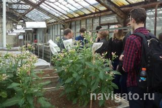 Кусты трансгенного табака