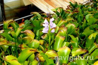 Подарок дачников красавец гиацинт