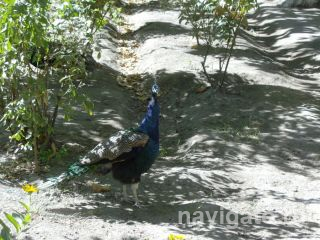 Павлин в саду Эмира