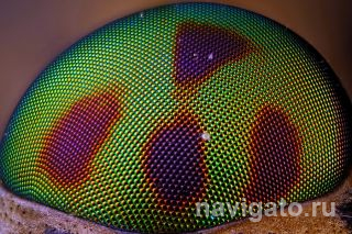 Глаз златоглазки