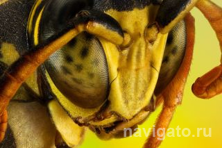 Головы разных насекомых