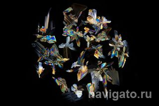 Кристаллы в высохшей капле кока-колы под микроскопом