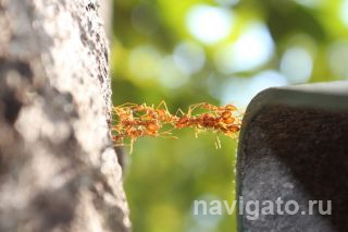 Муравьи, строящие мост из своих тел