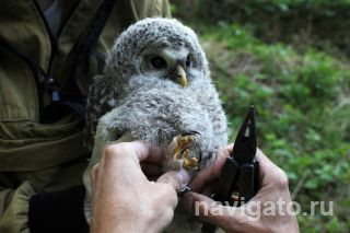 Установка на цевку длиннохвостой неясыти специального кольца
