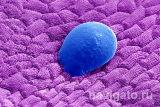 Цветок сирени