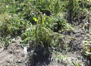 Ни картошки, ни кабачков