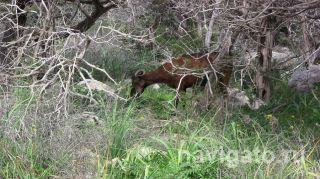 Тропа Афродиты_Нежданная встреча