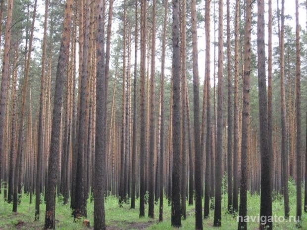 Защитим Шлюзовской лес!