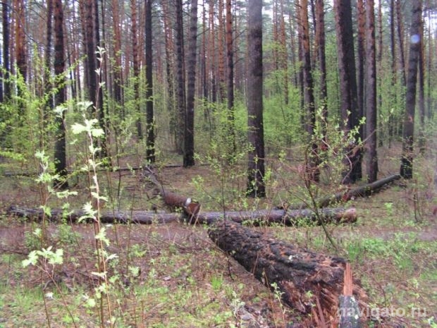 Национальный парк на Шлюзе. Взгляд специалистов