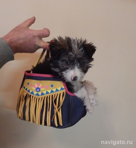 Капелька в добрые руки