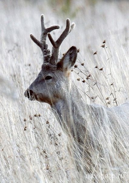 Сохранить косулю