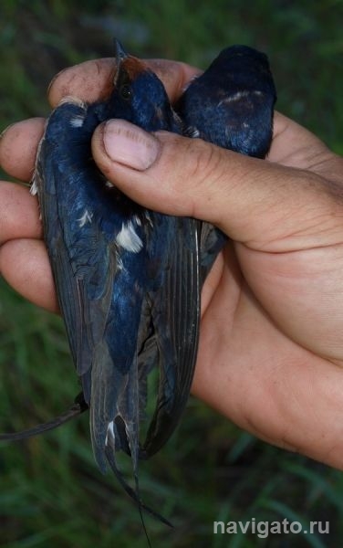 Ласточки подземелья