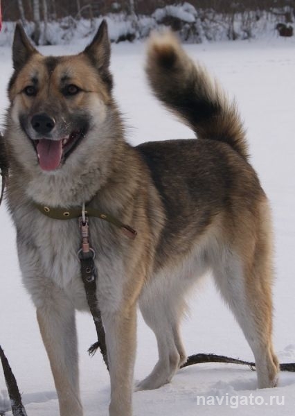 Снова брошен...