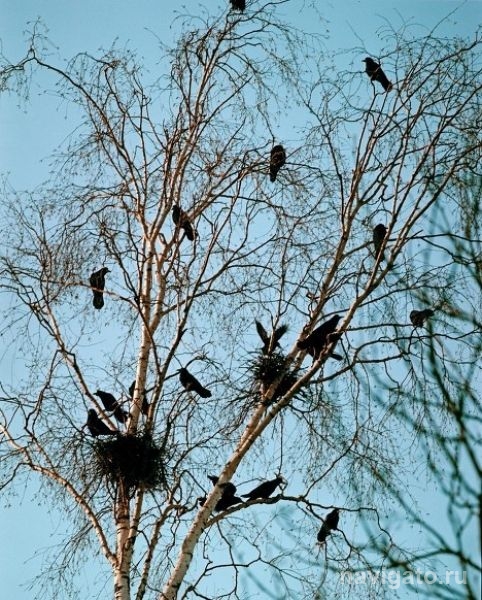 Грач – птица весенняя