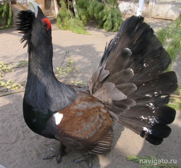 Глухариные зори