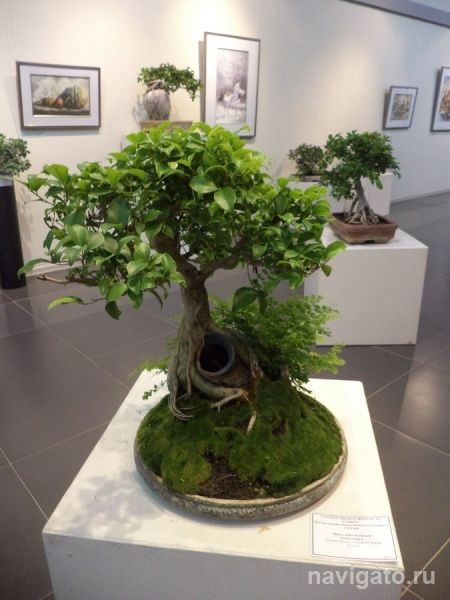 Шоу рукотворных карликов