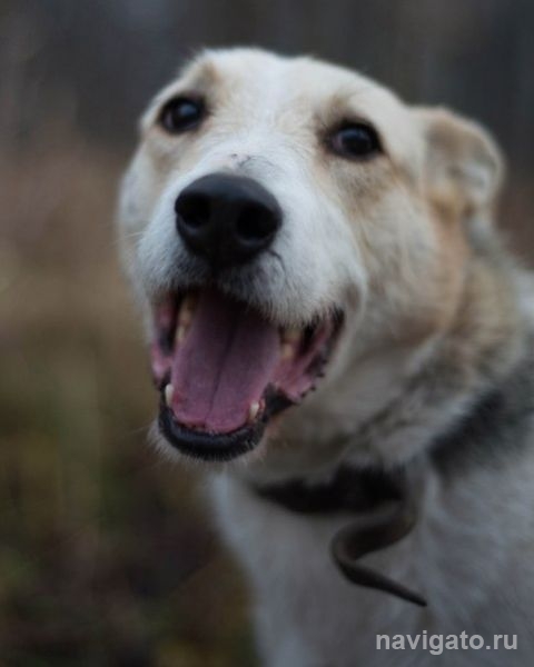 Бродячие и кусачие