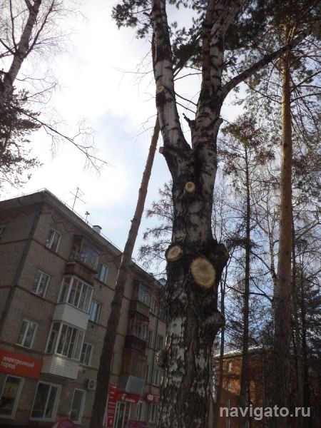 Эксперимент над берёзами