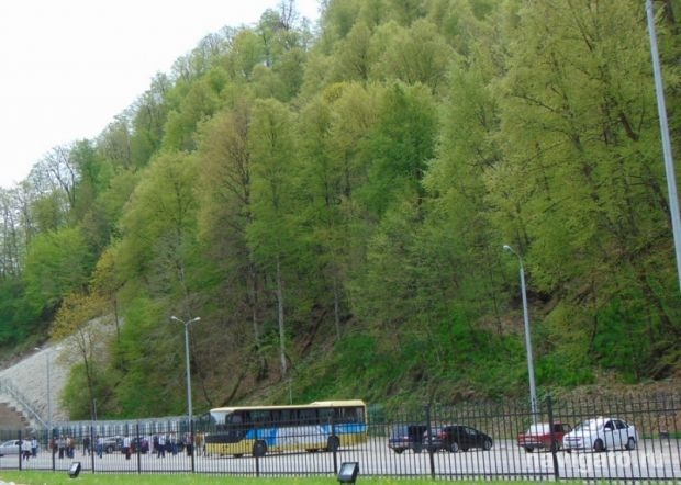 Зелёные лёгкие планеты