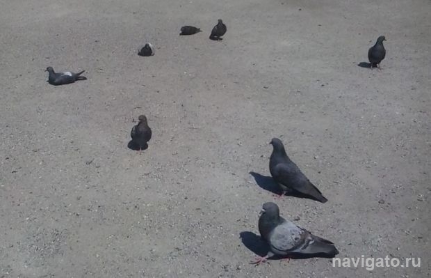 Что нам делать с голубями