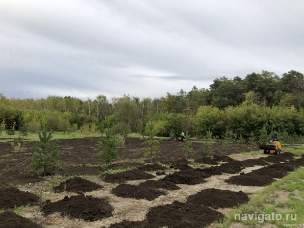 550 деревьев и 800 кустарников