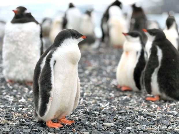 «Антарктида стала ближе»