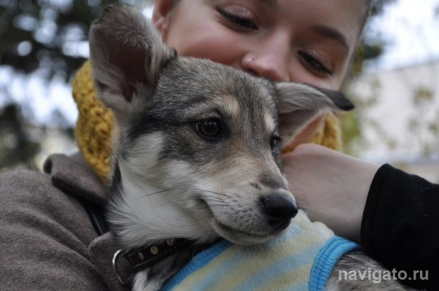 Больше 100 тысяч для собак