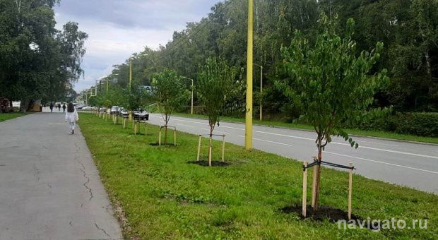 Черёмухи на улице Ильича