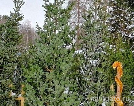 Чтобы не мусорить хвоей