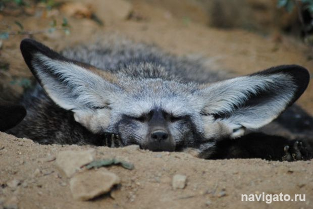 День рождения зоопарка