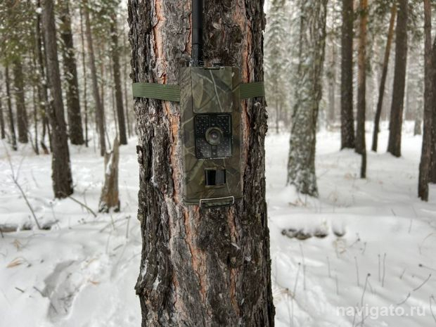 Деревья к празднику