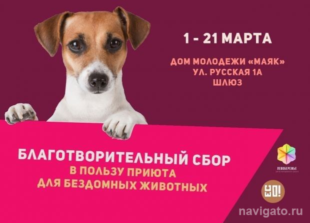 Для бездомных животных