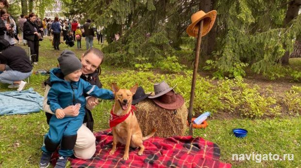 Для собак из приюта