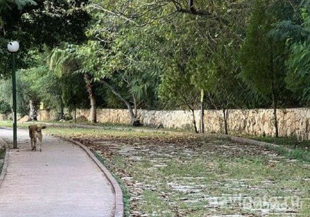 Если остался без хозяина