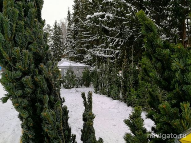 Где купить ёлку?