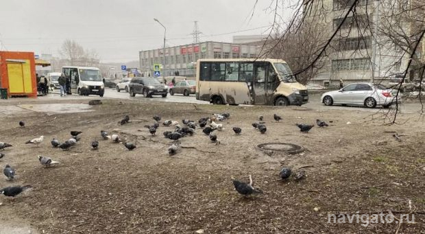 Голубиная «столовая»