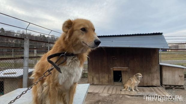 Госприют для животных