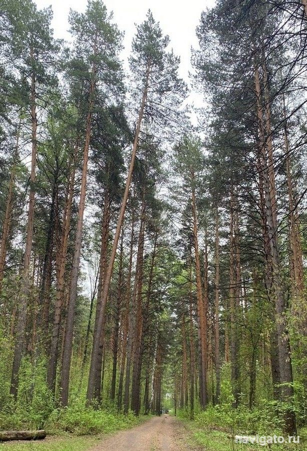 Как правильно ходить в лес