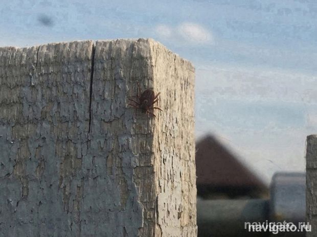 Клещи стали реже кусать