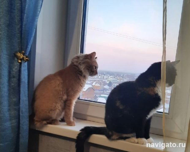 Когда в квартире кот и пёс