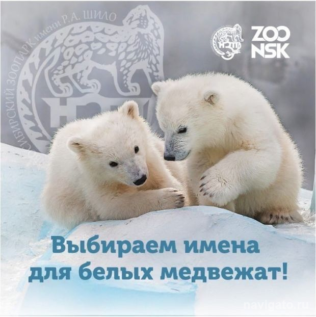 Конкурс имён для медвежат