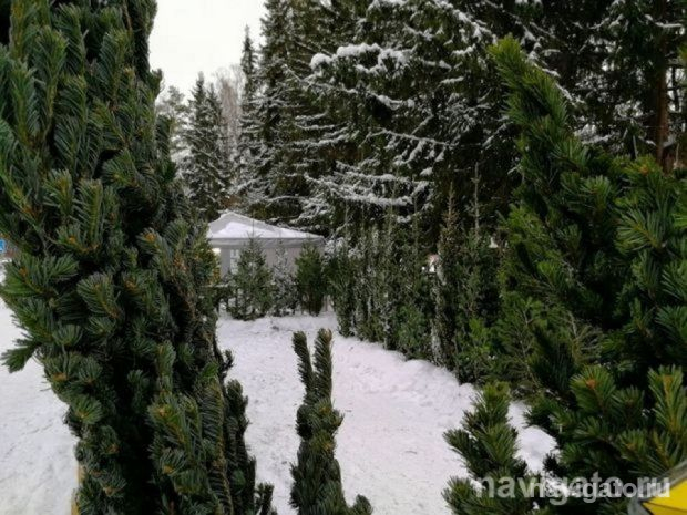 Контроль за лесорубами