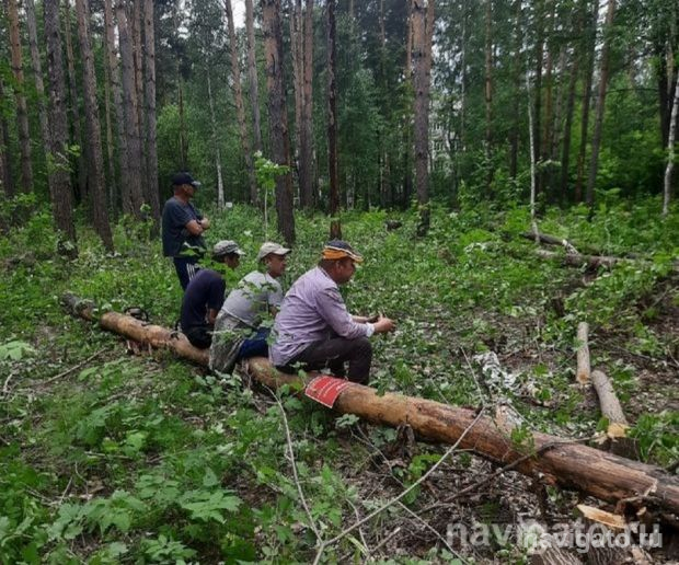 Лес проблем