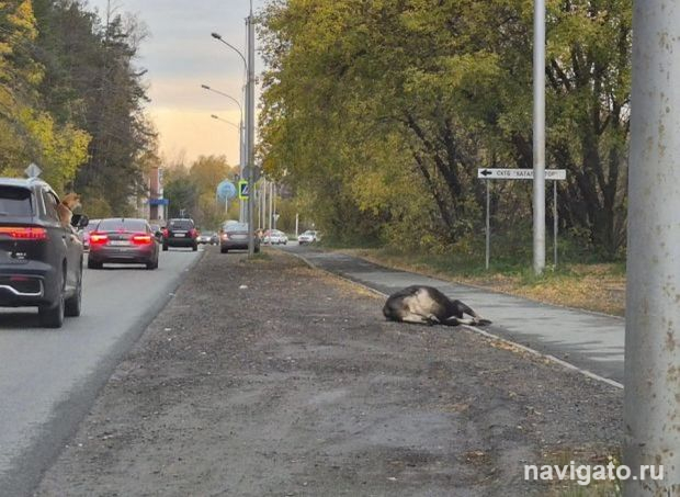 Лося сбили на Шлюзе