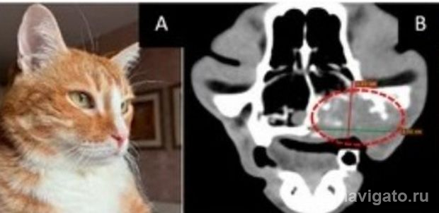 На кошках и собаках