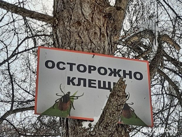 На ОбьГЭС потравят клещей