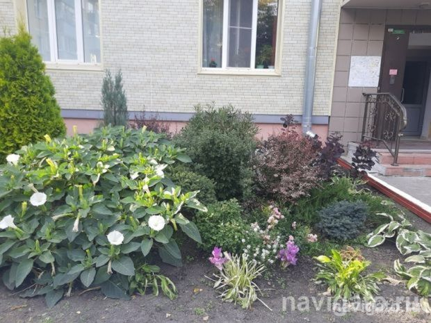 «Наш любимый палисадник»