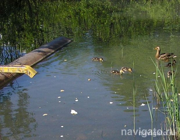 Нашествие комаров и мошек